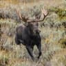 The Moose Is Loose