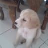 Benjo
