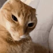 Ratchet Cat