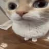 Jonas