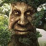 Wise Old Oak Tree