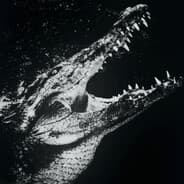 morkotan