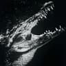 morkotan