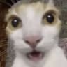 tom