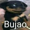 vini