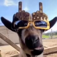 DOGMAT.fuckwar