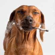 Ganja Doggy