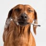 Ganja Doggy