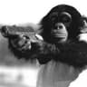 Le Monkey