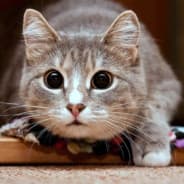 Whiskas есть