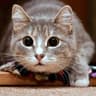 Whiskas есть