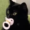 Gato Chupetão