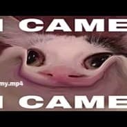 Vory Noice Gato