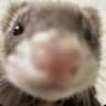 just a ferret!