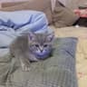 k̴̡͚̠̖͔͌̚͠͝ͅitty