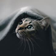 catcatcatcat