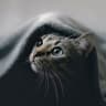 catcatcatcat
