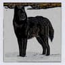 Canis lupus ligoni