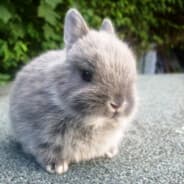 Usagi