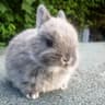 Usagi