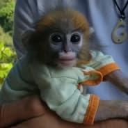 youtube/Floom