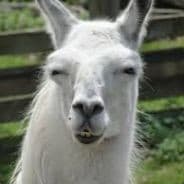 thagamingllama