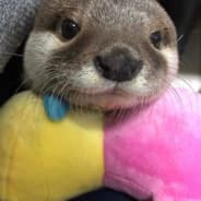 otterjkee