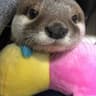 otterjkee