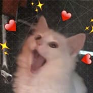 MidnightKittens