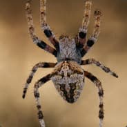 Nazi Spider