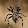Nazi Spider