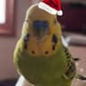 MrBird
