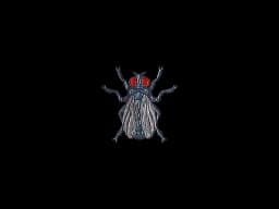 Sticker | Fruit Fly (Foil)